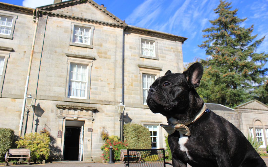 Top 5 dog walks in (and around) Strathaven